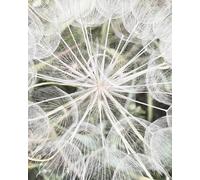 Rasch Magicwalls 364101 - Papel pintado fotográfico (fieltro, 2,65 x 2,12 m), diseño de diente de león en color verde y blanco