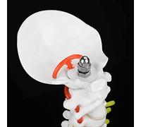 RASTKY Modelo de Columna Humana Flexible, Soporte Estable y Duradero para la Enseñanza del Estudio de Anatomía, Modelo de Columna Vertebral de 38 Cm para Profesores Estudiantes