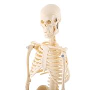 RASTKY Modelo Económico de Esqueleto Humano con Parte Superior de Cabeza Extraíble, Herramienta de Enseñanza Médica para Aprender Nombres de Huesos, Adecuado para Médicos y Fisioterapeutas