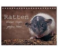 Ratten. Kleine Nager, großes Herz. (Tischkalender 2026 DIN A5 quer), CALVENDO Monatskalender: Beeindruckende Aufnahmen der intelligenten und neugierigen Farbratten begleiten Sie durch das ganze Jahr.