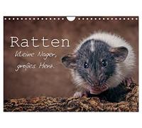 Ratten. Kleine Nager, großes Herz. (Wandkalender 2026 DIN A4 quer), CALVENDO Monatskalender: Beeindruckende Aufnahmen der intelligenten und neugierigen Farbratten begleiten Sie durch das ganze Jahr.