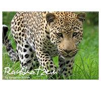 Raubkatzen (Wandkalender 2026 DIN A2 quer), CALVENDO Monatskalender: Die faszinierende Welt der Großkatzen. Löwen, Leoparden, Tiger und Geparden