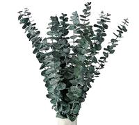 RAVEGO 15 Flores Secas de Eucalipto Natural, Eucalipto Real Eterno, Decoración Duradera para Bodas Perfectas, Arreglos Florales y Hogar