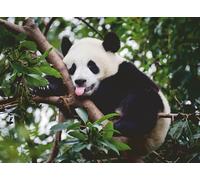 Ravensburger 12000351 - Oso Panda - Puzzle 500 Piezas - Puzzle Adultos y niños a patir de 12 años, Puzzle Animales