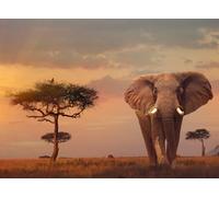 Ravensburger 12000392 - Elefante Africano - Puzzle 500 Piezas - Puzzle Adultos y niños a patir de 12 años, Puzzle Animales