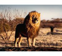 Ravensburger 12000733 - El Leon Rey de los Animales - Puzzle 1500 Piezas - Puzzle Adultos y niños a patir de 14 años, Puzzle Animales