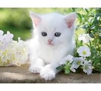Ravensburger - Puzzle Gatito Blanco, 1500 piezas, 80x60 cm, para adultos y niños