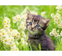 Ravensburger Puzzle Gatito en el Prado – 500 piezas, 49 x 36 cm, 14 años+