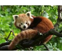 Ravensburger Puzzle 12000369 Süßer roter Panda - 500 Teile Puzzle für Erwachsene