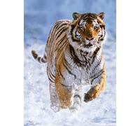 Ravensburger - Puzzle: Tigre en la Nieve, Puzzles para Adultos y Niños, Rompecabezas Adultos, Puzzle 500 Piezas, USA Pegamento Puzzle para enmarcar, Puzzle 500 Piezas Adultos, Pasatiempos Adultos