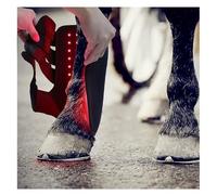 RDHMJSJAZ Kit Terapia de Piernas del Caballo, Terapia de Luz LED Rojo para Recuperación Muscular Y Dolor En Las Piernas Del Caballo