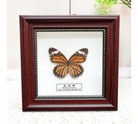 Real Mariposa Taxidermia Montado Bajo Vidrio En Marco De,Mariposa De Taxidermia Real,ExhibicióN De La Mariposa Del EspéCimen,Regalo De San ValentíN,ColeccióN Privada,Regalo De Boda,Hecho A Mano