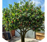 Realistic Artificial Persimmon Fruit Tree, Durable Faux with Natural Looking Trunk, Decorative Fake for Wedding Entryway(5mx4m)