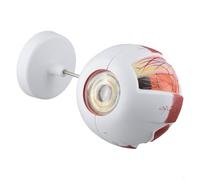 Recurso educativo del globo ocular humano Diseño realista que ayuda en la instrucción de anatomía y fisiología (6 veces)