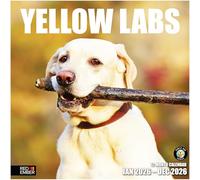 RED EMBER Yellow Labs - Calendario de pared 2026 de 12 meses, abierto de 12 x 24 pulgadas, papel grueso y resistente, regalo de vacaciones, bonito calendario de cachorro labrador retriever 2026