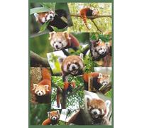 Red Panda Journal: A Collage of Adorable Red Panda's