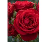 Red Rose Floral Notebook: Elegant Flower Journal for Writing, Journaling, Planning & Note Taking