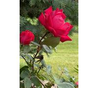 Red Rose Notebook: 120-Lined Pages for Writing