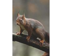 Red Squirrel On A Branch Notebook: A Journal With Our Favorite Little Sciuridae