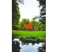 Red Tree in Autumn Woodland A5 Glossy Hardback Lined Notebook: Autumn Tree Journal, Gift for Autumn and Fall Season Lover, Tree Stocking Filler