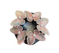 Redecilla Pelo 12 piezas de redecilla for el pelo de ballet latino for niñas, herramienta for moños, for exámenes de grado de baile diario, con forma de mariposa y perla.(Color-03)