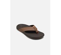 Reef The Raglan 43 Marrón