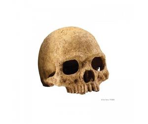 Refugio Exo-Terra Carabela Primate Skull