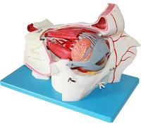 Regalo educativo médico, modelo de amplificación de nervios de globo ocular humano y vasos orbitales, modelo de anatomía ocular, con soporte desmontable, for exhibición de estudio