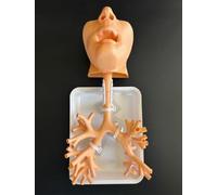 Regalo médico, broncoscopio de resina, modelo de anatomía de árbol bronquial, modelo de entrenamiento de broncoscopia, juego de fibra bronquial, para enseñanza de médicos, aprendizaje de enfermería