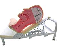 Regalo médico, modelo avanzado de demostración del mecanismo de deglución humana, modelo de enseñanza del mecanismo respiratorio, método de tratamiento de emergencia for pacientes con accidentes
