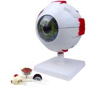 Regalo médico, modelo de anatomía del ojo humano, modelo anatómico de globo ocular ampliado 6X, 6 partes desmontables, for exhibición de estudio educativo.