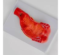 Regalo médico, modelo de anatomía del sistema digestivo del canal anal del recto humano, modelo estructural anatómico for material didáctico de exhibición del departamento anorrectal.