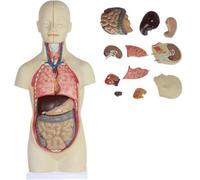 Regalo médico, modelo de cuerpo de torso humano, 50 cm, modelo de anatomía sin género, órganos de busto humano con 12 órganos internos que se pueden extraer for enseñar y estudiar.