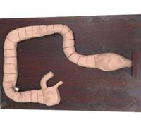 Regalo médico, modelo de examen de colonoscopiaModelo intestinal Simulador de tren de sigmoidoscopio humano, modelo de maniquí de demostración de colonoscopia para la enseñanza