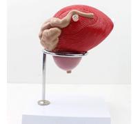Regalo médico, modelo de órgano genital masculino, modelo de enseñanza anatómica de anatomía de la uretra, modelo de próstata de vejiga humana, medicina de urología de anatomía