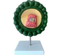 Regalo médico, modelo virus, modelo cuerpo anatómico del VIH agrandado,