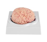 Reinscer Cerebro Humano, Modelo de AnatomíA del Cerebro Humano de TamañO Real con Base de ExposicióN, para Estudio de Aula de Ciencias y ExposicióN de EnseñAnza B