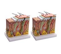 Reinscer Modelo de piel 2X, 50 veces la estructura de la piel y el cabello Agrandar Modelo anatómico Anatomía para Estudios de Ciencias Naturales en el aula Modelo Enseñanza