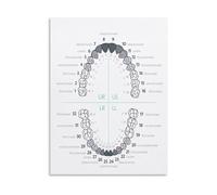 REIUAFWYGV Tooth Numbering Chart Poster Educational Reference Guide for Oral Health System Canvas Art Print for Bedroom Living Room Decor(Framed,16x24inch(40x60cm))