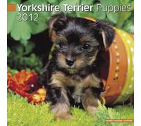 Rejilla 2012 - Yorkshire Terrier Puppies