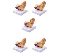 Remingtape Modelo de anatomía de oído humano 5X 1.5X - Modelo profesional de simulación de estructura de oído interno de escritorio para la educación