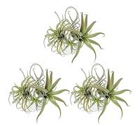 Remingtape Paquete de 12 plantas artificiales de piña, plantas de aire, flores falsas, flocado de imitación Tillandsia bromelias, jardín de casa