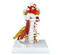 Removable Spinal Nerves Model - Anatomical Human Cervical Spine for Classroom Teaching and Presentation