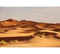 Renaiss 2.2x1.5m Fondo de fotografía de Paisaje desértico de Dunas de Arena áridas Fondo de Planta de arbusto escaso Arena Amarilla Paisaje de Naturaleza Niño Viajes Retrato Accesorios para Fotos