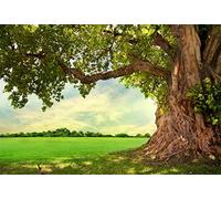 Renaiss 3x2.5m Spring Park Meadow Fotografía Fondo Primavera Viejo árbol Telón de Fondo Niños Adultos Picnic al Aire Libre Naturaleza Paisaje Retrato Disparo Photo Booth Disparar Vinilo Studio Props