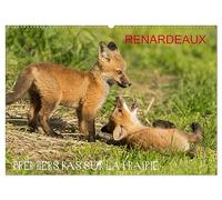 Renardeaux. Premiers pas sur la prairie (Calendrier mural 2026 DIN A2 horizontal), CALVENDO calendrier mensuel
