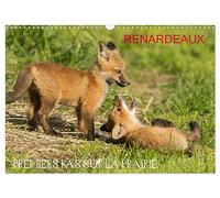 Renardeaux. Premiers pas sur la prairie (Calendrier mural 2026 DIN A3 horizontal), CALVENDO calendrier mensuel