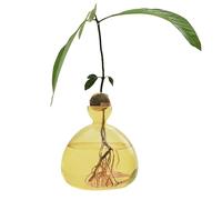 Renopfect Jarrón de aguacate de , jarrón de semillas de aguacate, germinado para aguacate, transparente, semilla de aguacate, jarrón para principiantes, plantador de brotes