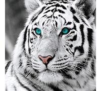 Reofrey Diamond Painting 5D Pintura Diamante Tigre Blanco Bricolaje Completo Taladro Arte, Diamantes Imitación Bordado Pegatinas de Pared Decoración de La sala 35x35cm
