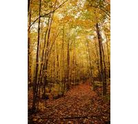 Reparenting Your Inner Child: From Roots to Radiance